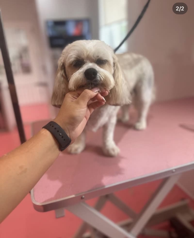 A freshly groomed cream cockapoo on the grooming table, the groomer's hand steadying its chin