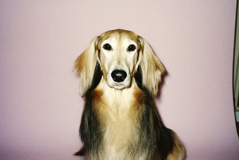 A long-haired dog sitting calmly mid-groom