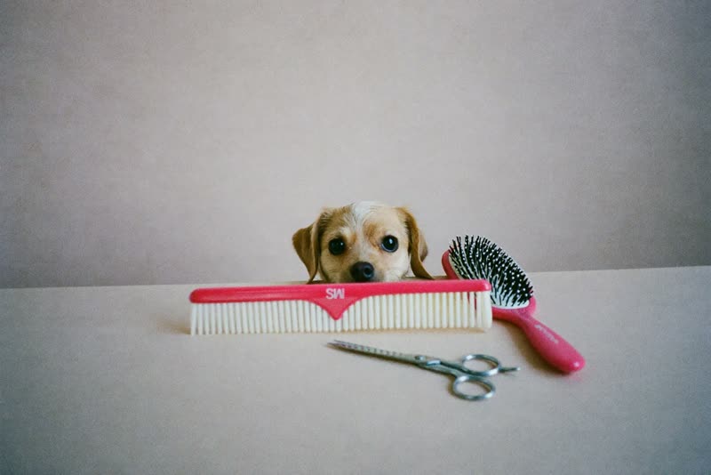 Grooming comb, brush and scissors laid out