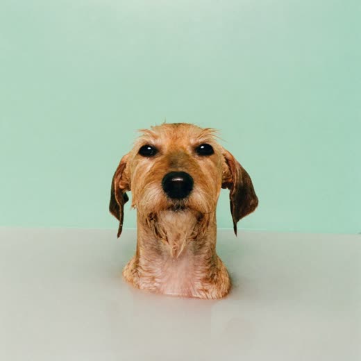 A wet terrier being bathed