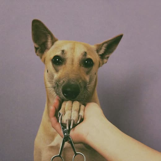 A dog's paw having its nails clipped