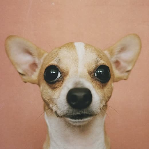A small dog with a freshly trimmed face