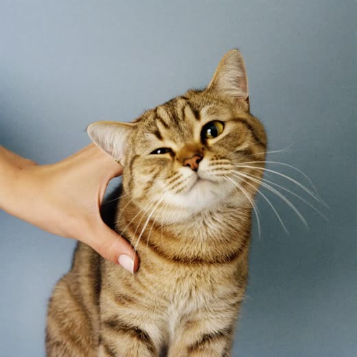A cat being gently combed